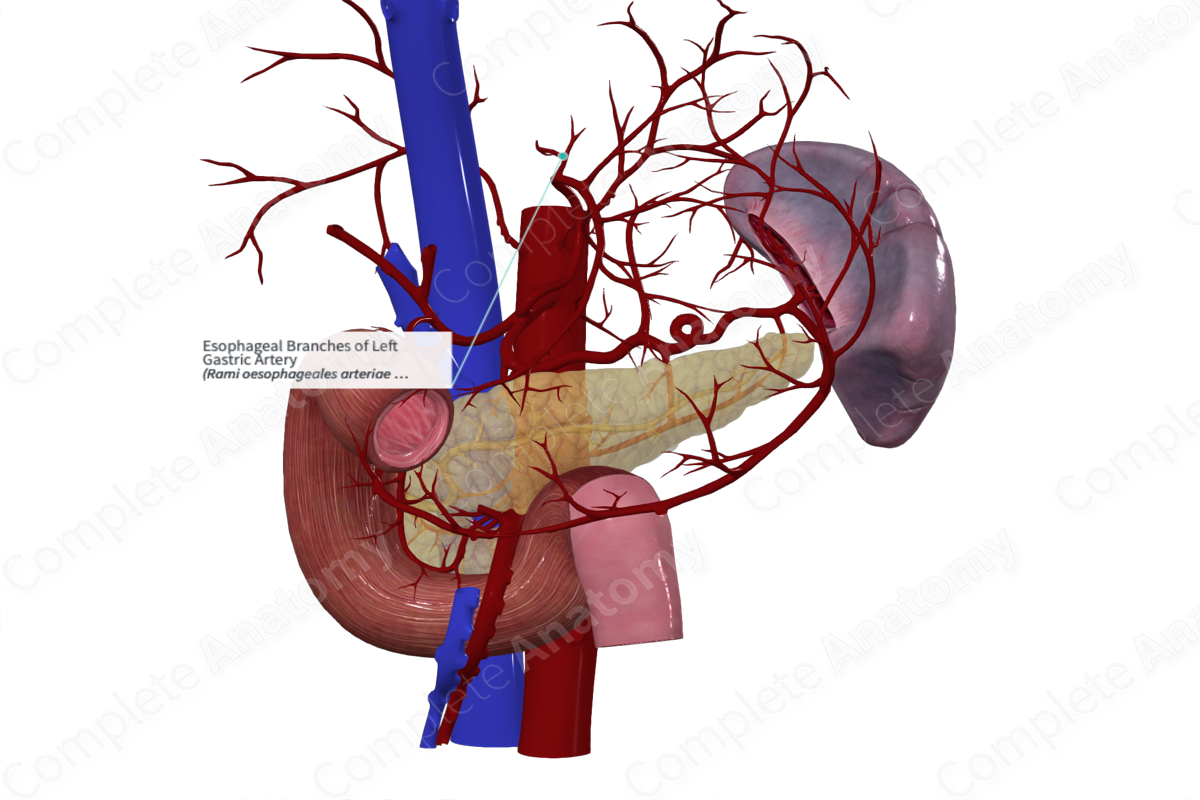 Esophageal Branches of Left Gastric Artery