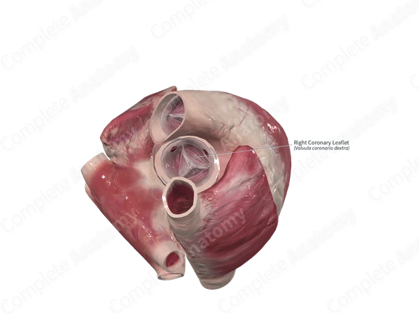 Right Coronary Leaflet
