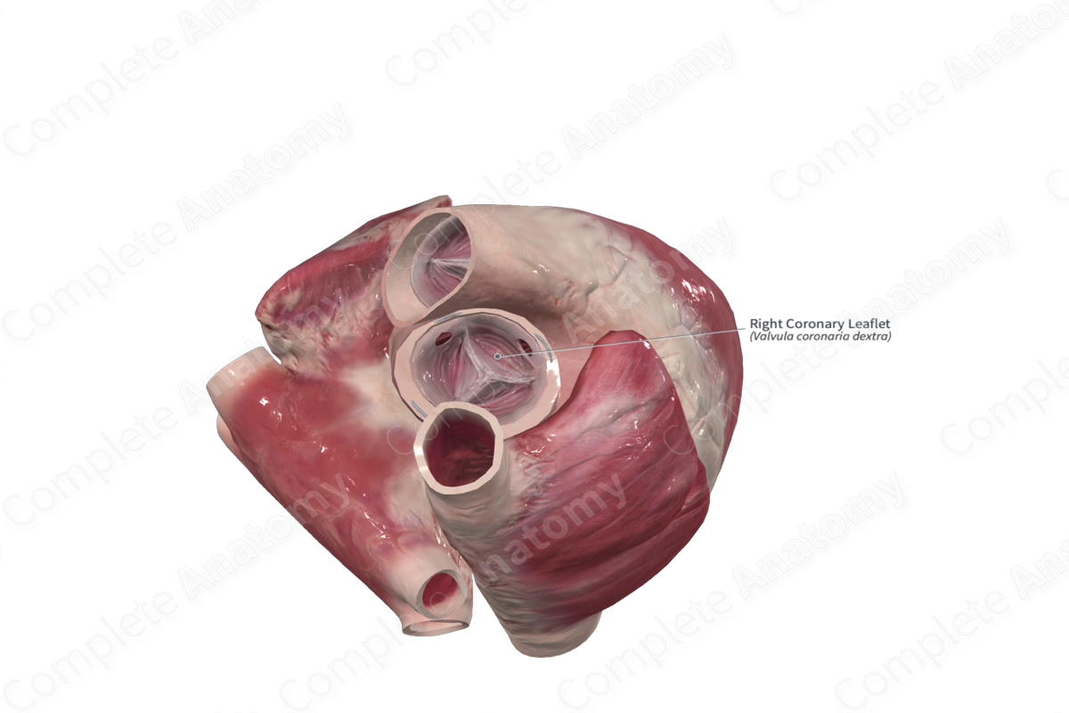 Right Coronary Leaflet