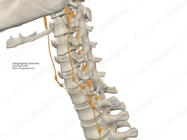 Interganglionic Branches (Cervical; Left)