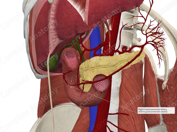 Right Gastroomental Artery
