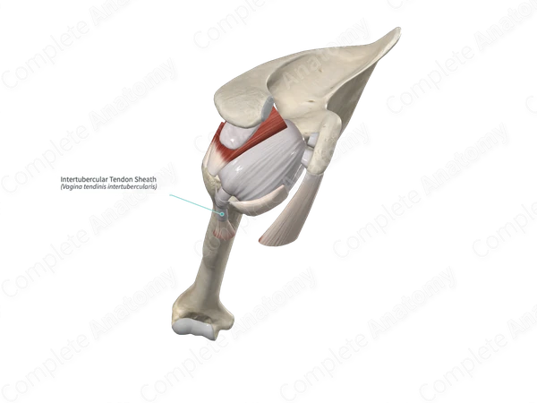 Intertubercular Tendon Sheath 