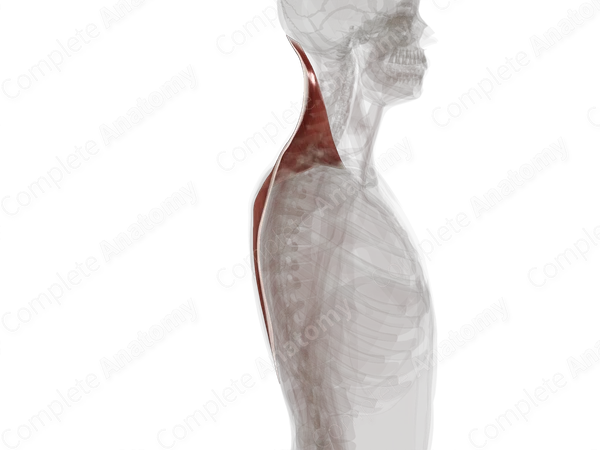 Trapezius Muscle (Left)