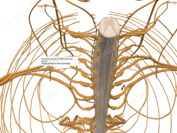 Posterior Root of Fifth Cervical Nerve 