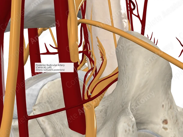 Posterior Radicular Artery (Cervical; Left)
