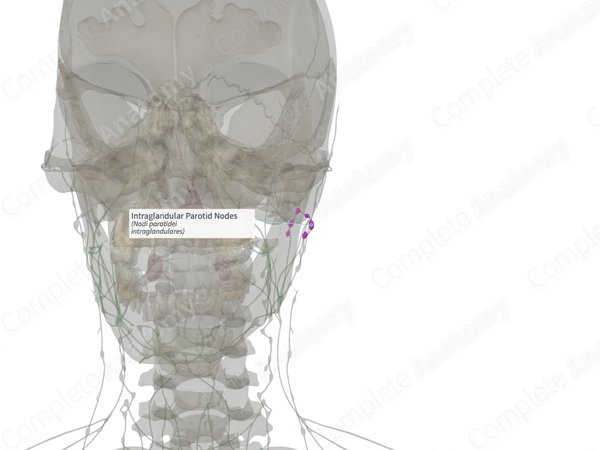 Intraglandular Parotid Nodes (Right)