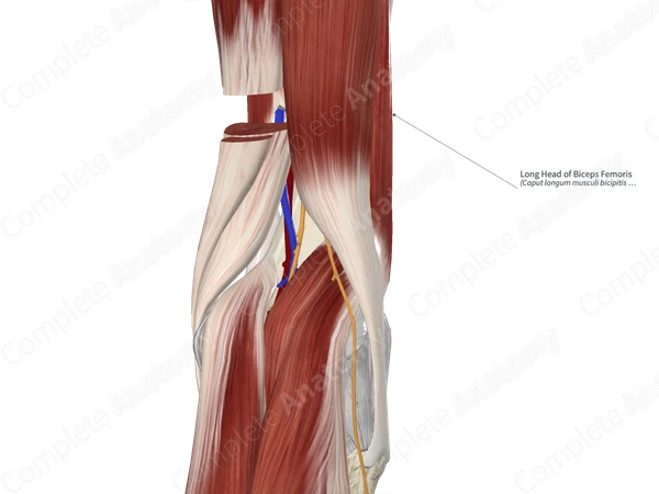 Long Head of Biceps Femoris