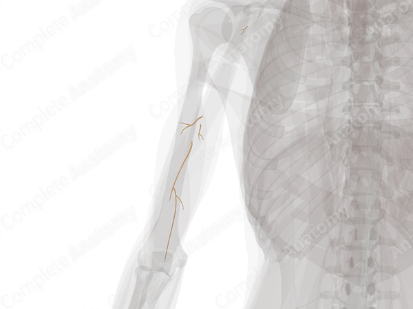 Muscular Branches of Musculocutaneous Nerve (Left)