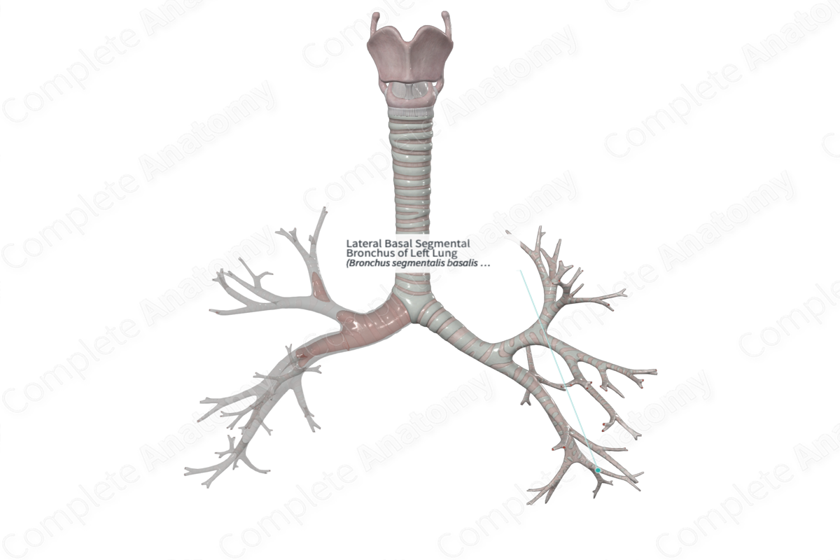 Lateral Basal Segmental Bronchus of Left Lung | Complete Anatomy