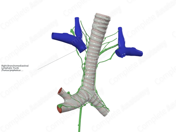 Right Bronchomediastinal Lymphatic Trunk