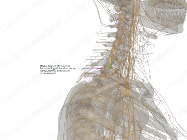 Medial Branch of Posterior Ramus of Eighth Cervical Nerve (Left)