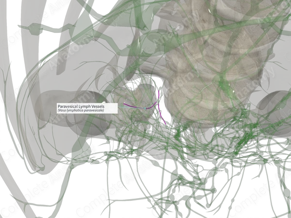 Paravesical Lymph Vessels (Right)