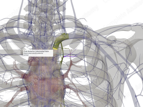 First Anterior Intercostal Vein (Left)