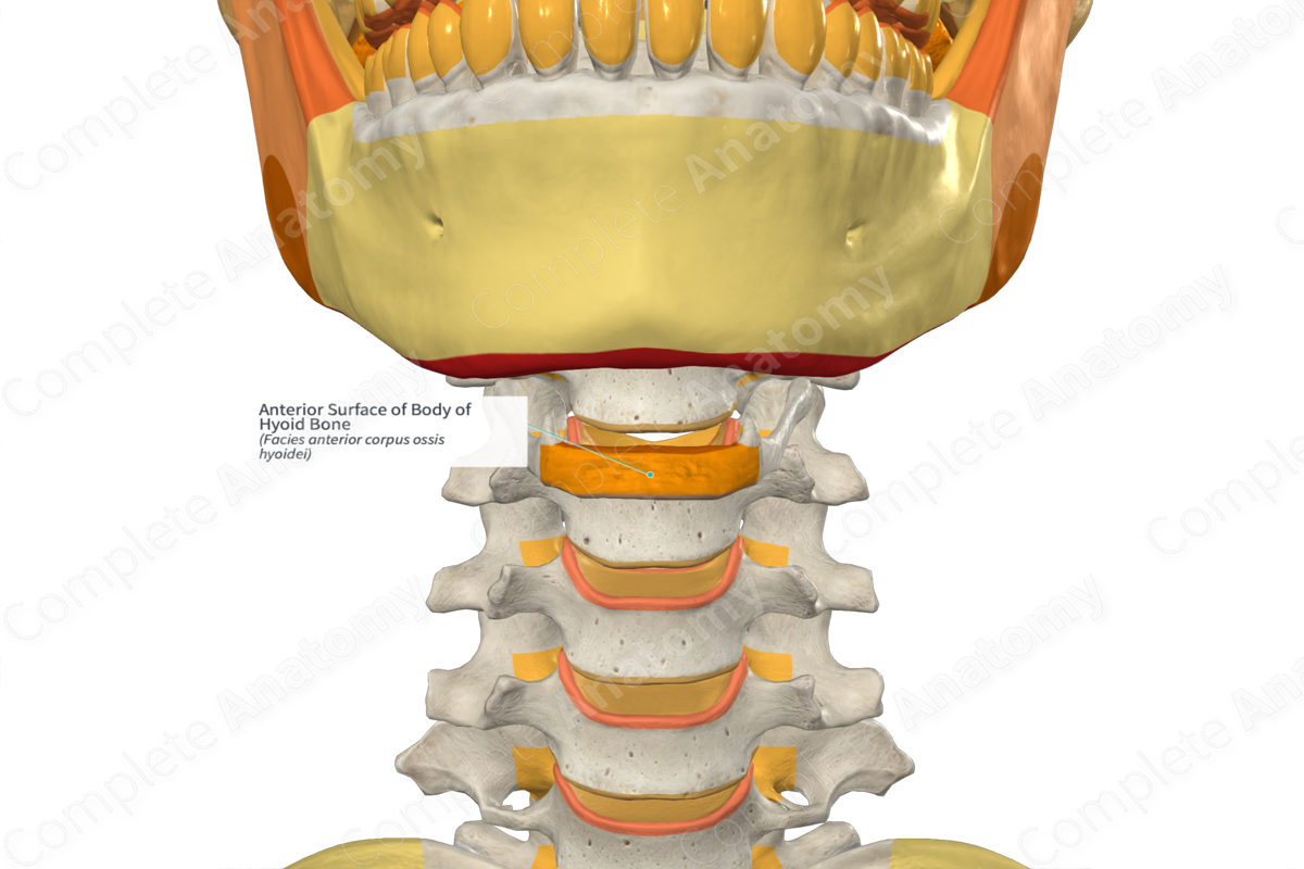 Anterior Surface of Body of Hyoid Bone