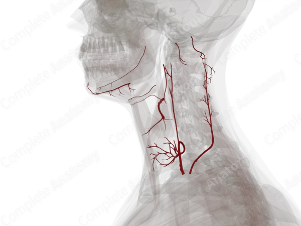 Arteries of Neck (Left)