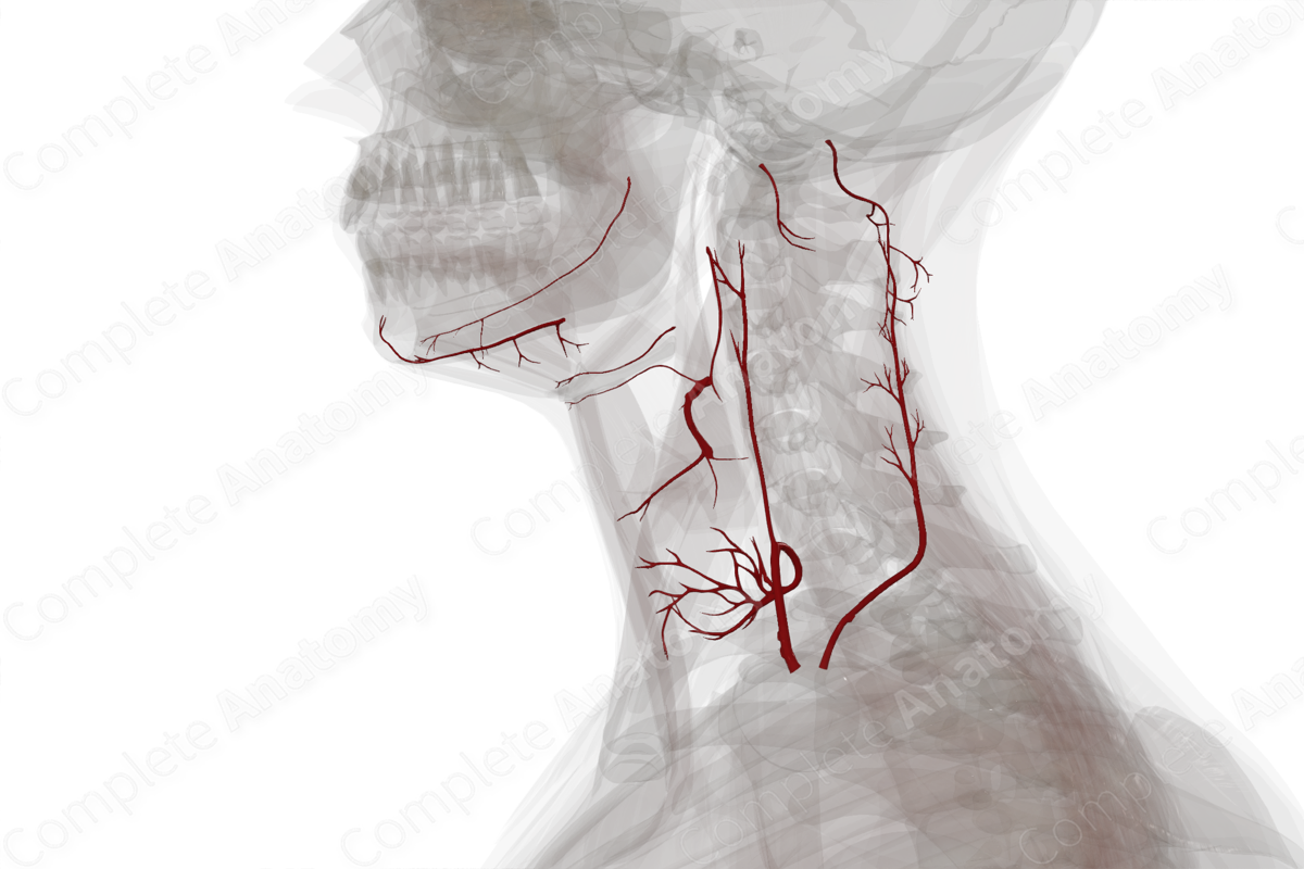 Arteries of Neck (Left)