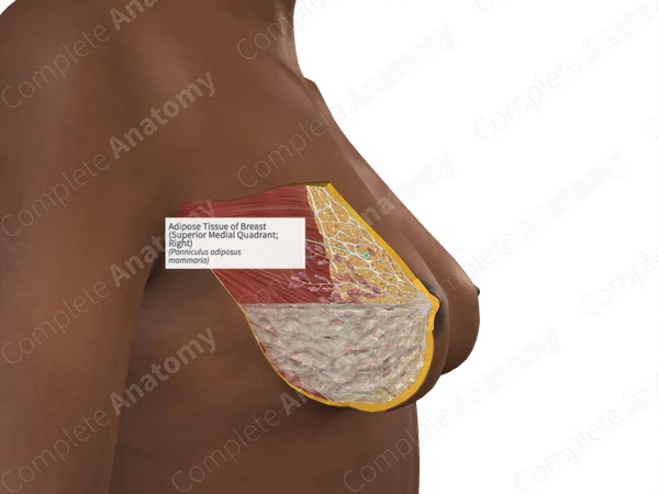 Adipose Tissue of Breast (Superior Medial Quadrant; Right)