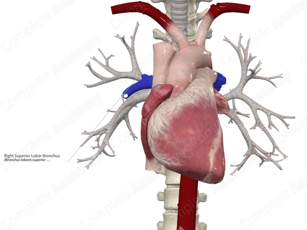 Right Superior Lobar Bronchus