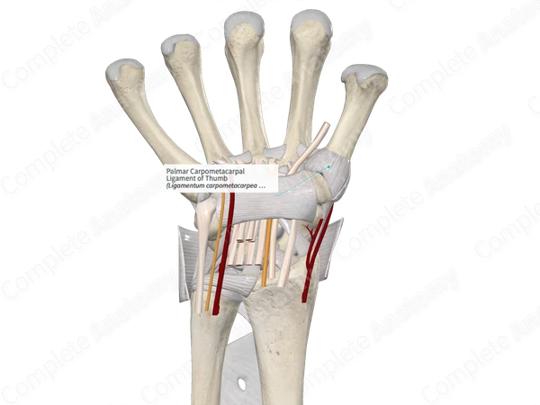 Palmar Carpometacarpal Ligament of Thumb 