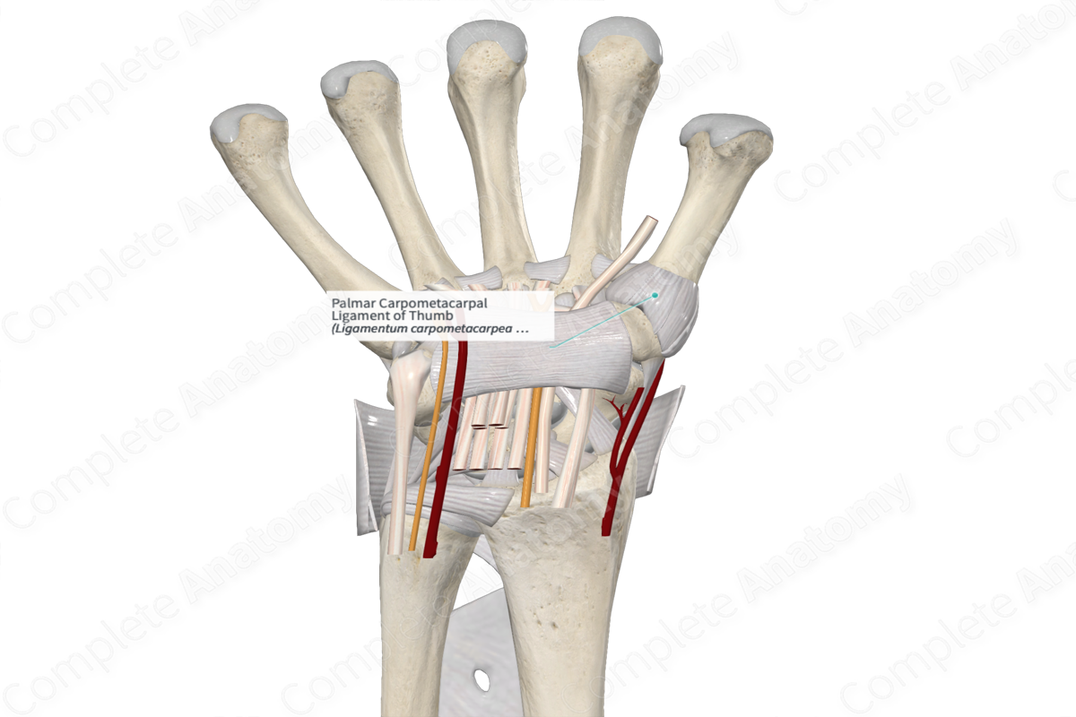 Palmar Carpometacarpal Ligament of Thumb 