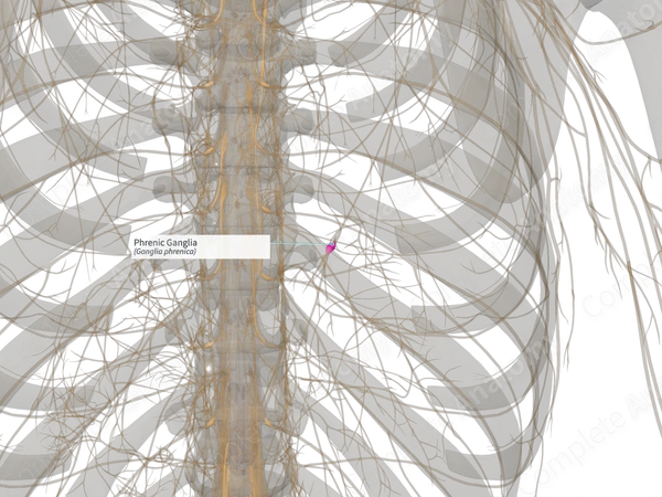 Phrenic Ganglia (Right)