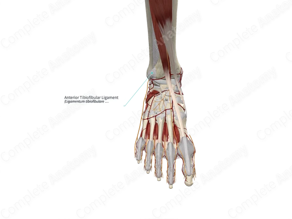 Anterior Tibiofibular Ligament