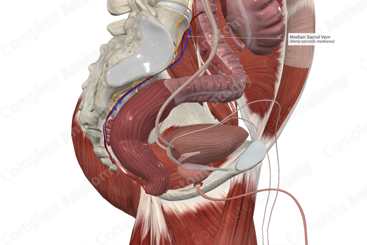 Median Sacral Vein