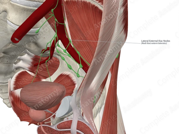 Lateral External Iliac Nodes
