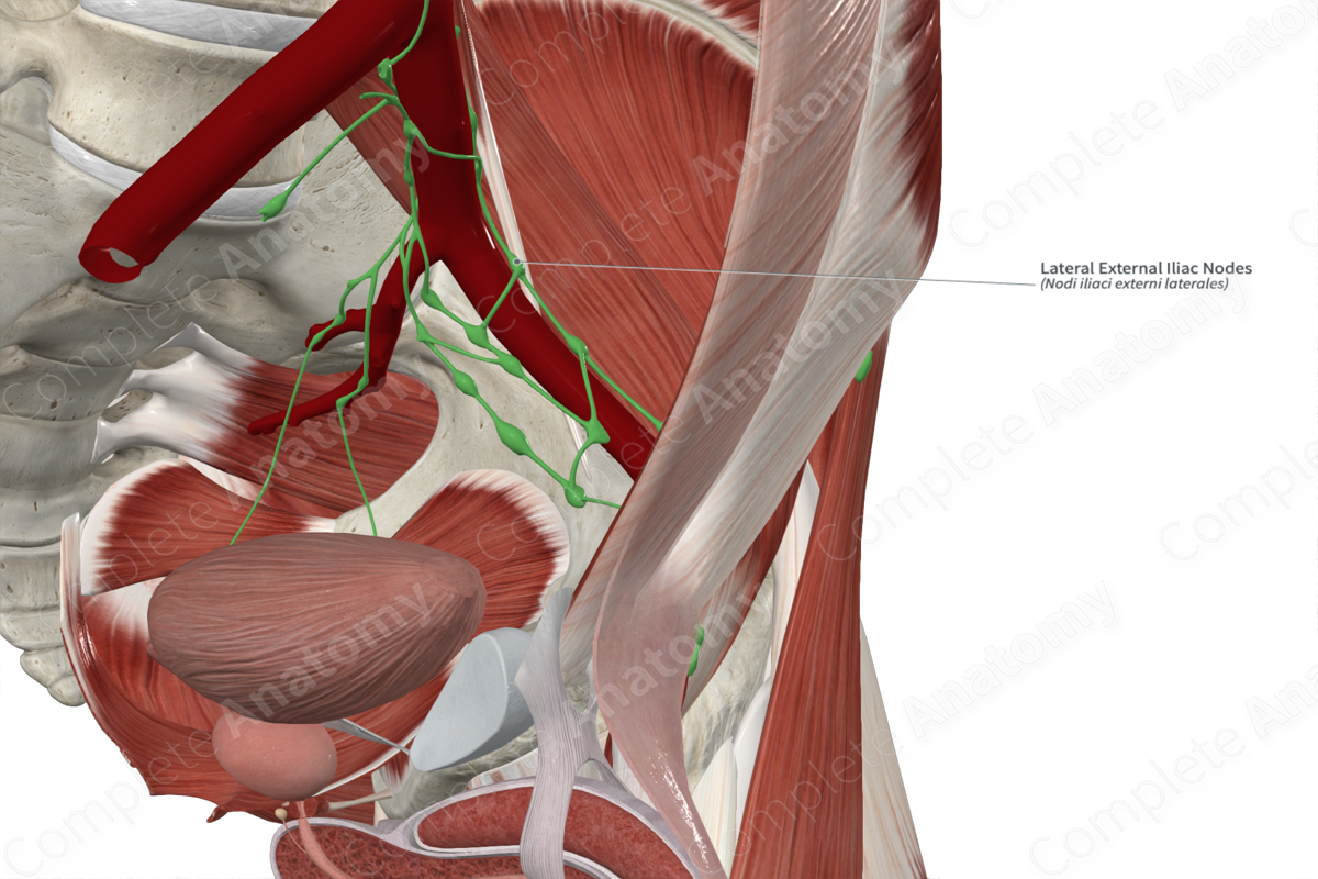 Lateral External Iliac Nodes 