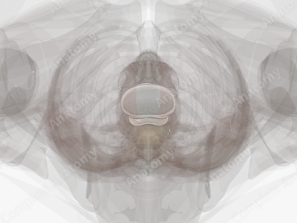 Intervertebral Symphysis (Lumbar)
