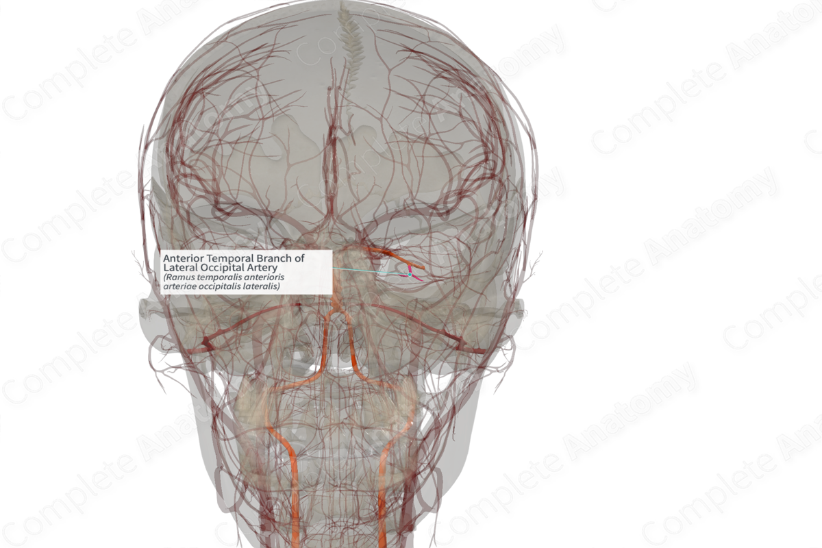 Anterior Temporal Branch of Lateral Occipital Artery (Left)