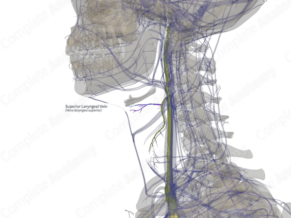 Superior Laryngeal Vein (Left)