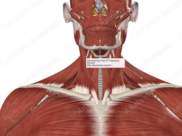 Descending Part of Trapezius Muscle