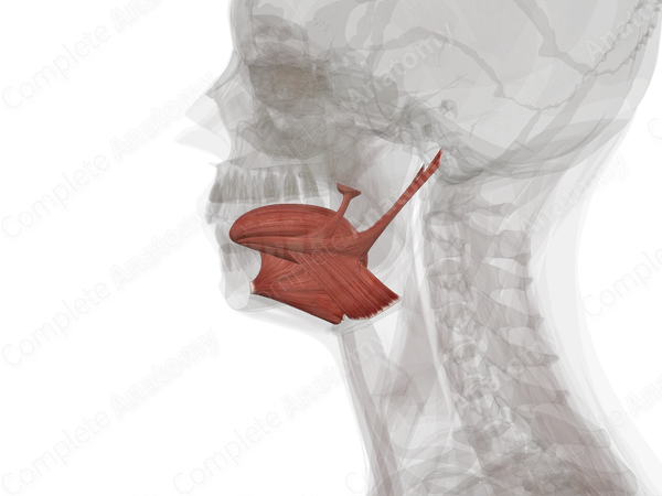 Muscles of Tongue