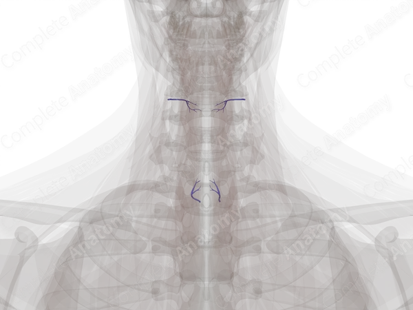Veins of Larynx