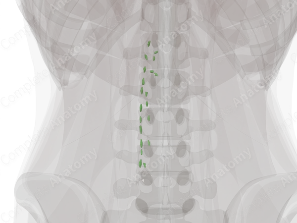 Left Lumbar Nodes
