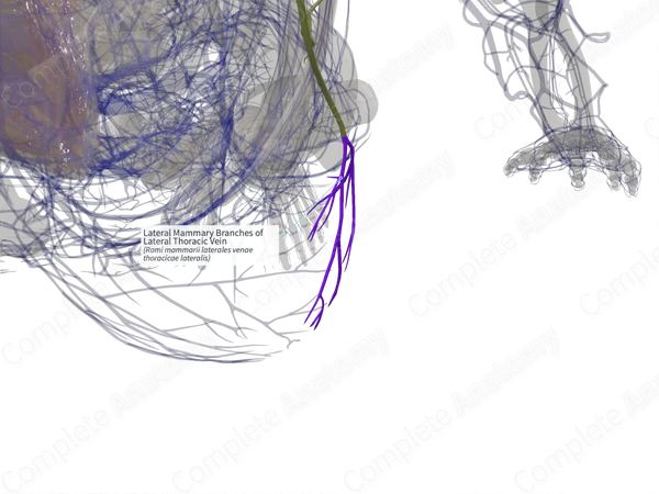 Lateral Mammary Branches of Lateral Thoracic Vein (Left)
