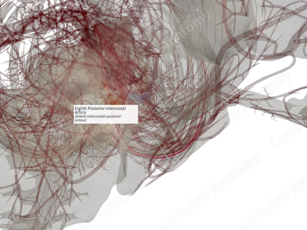Eighth Posterior Intercostal Artery (Right)