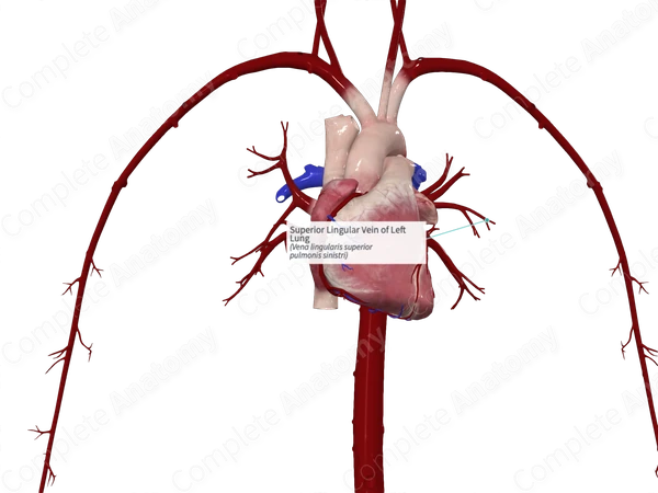 Superior Lingular Vein of Left Lung
