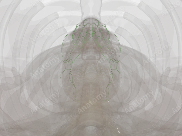 Lymph Vessels of Head