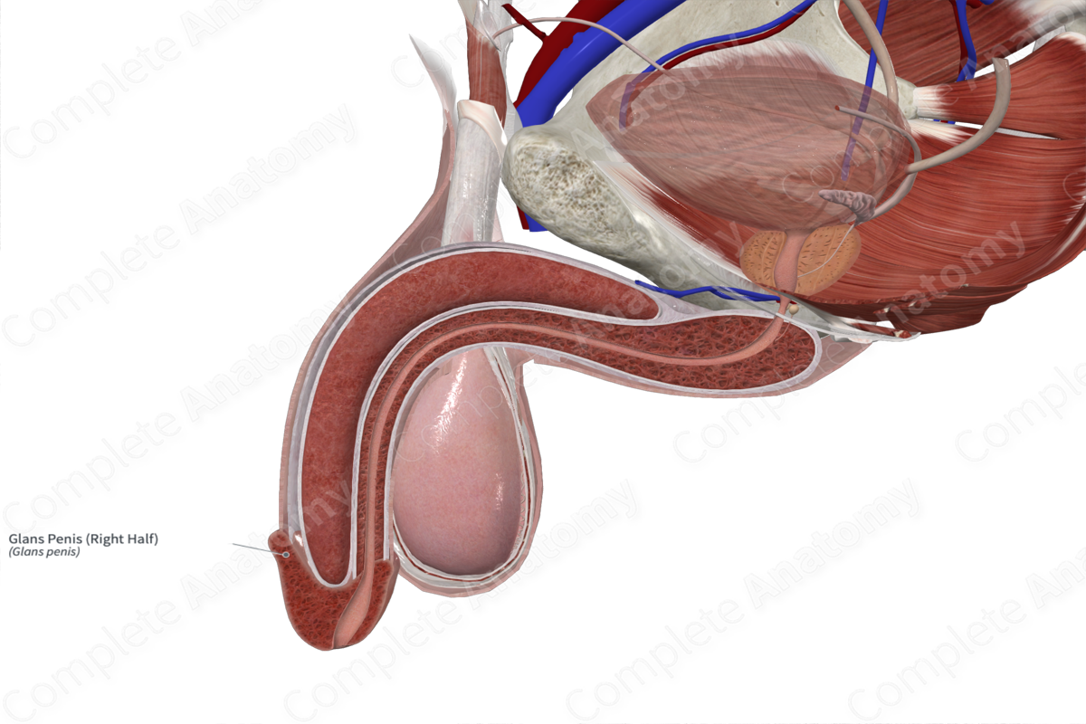 Glans Penis Right Half Complete Anatomy