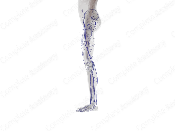 Veins of Lower Limb (Left)