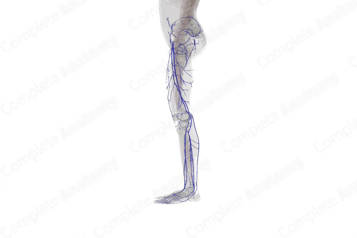 Veins of Lower Limb (Left)