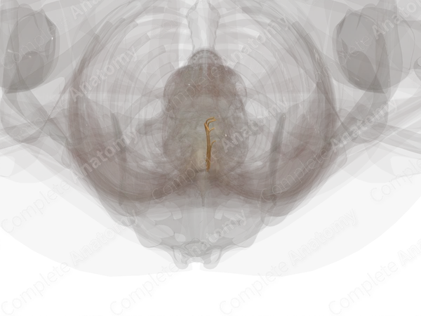 Posterior Roots of Lumbar Nerves (Left)