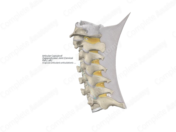 Articular Capsule of Zygapophyseal Joint (Cervical Part; Left)