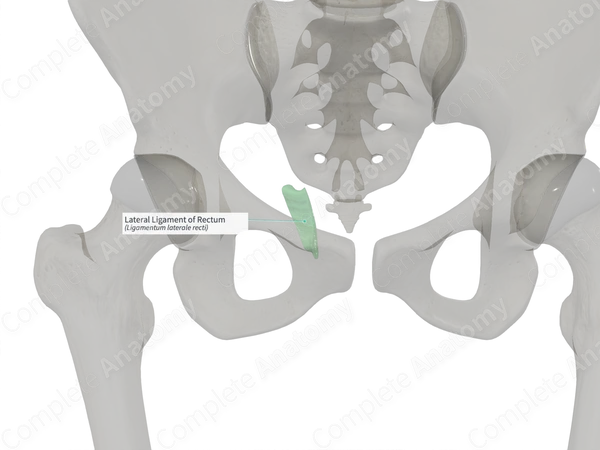 Lateral Ligament of Rectum (Left)