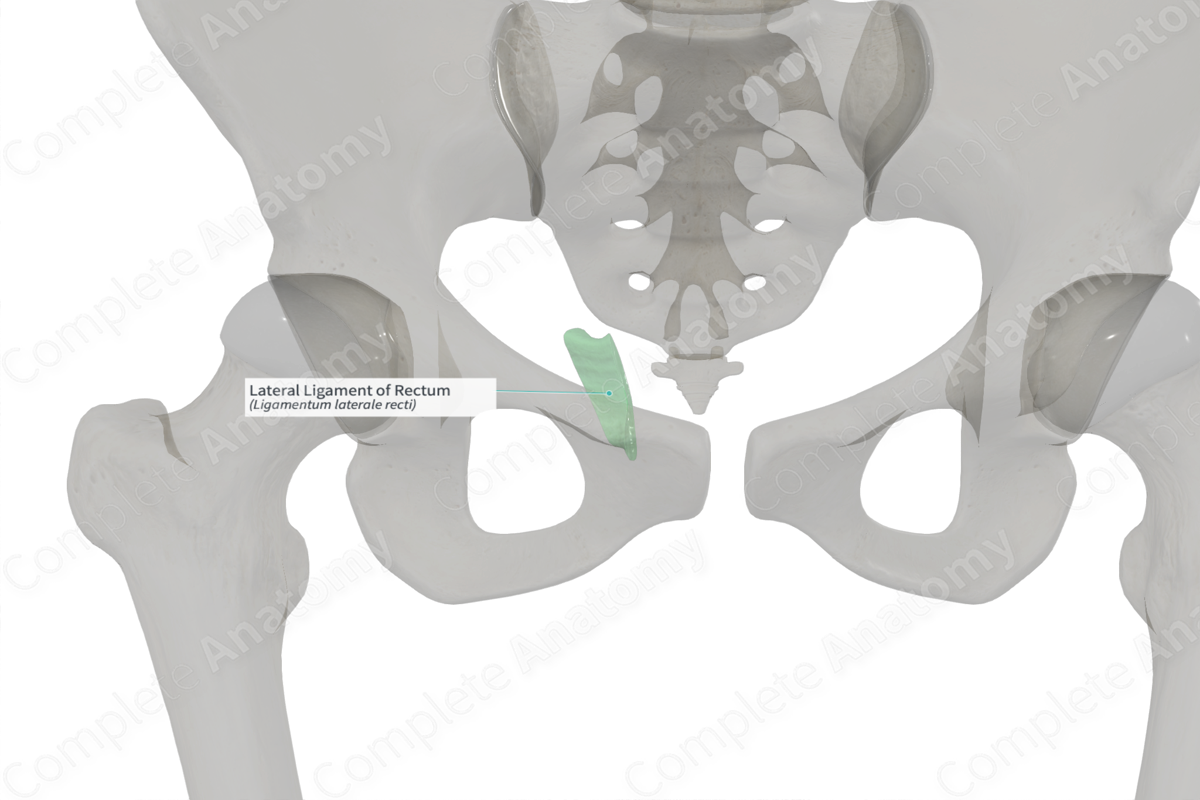 Lateral Ligament of Rectum (Left)