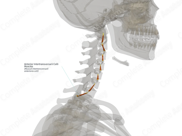 Anterior Intertransversarii Colli Muscles (Right)