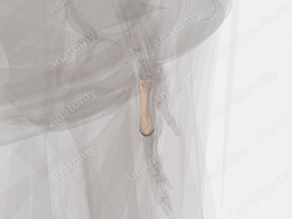 Fourth Metacarpal Bone (Left)