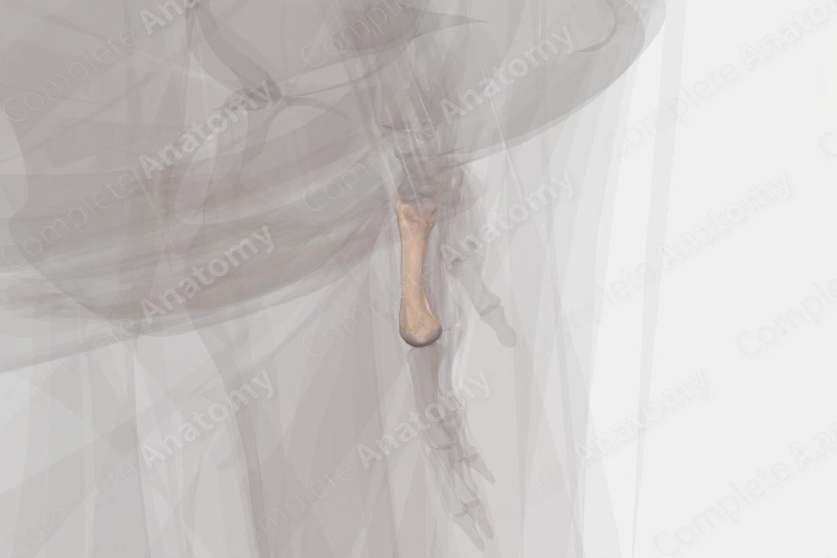 Fourth Metacarpal Bone (Left)